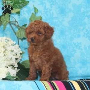 Olivia, Toy Poodle Puppy